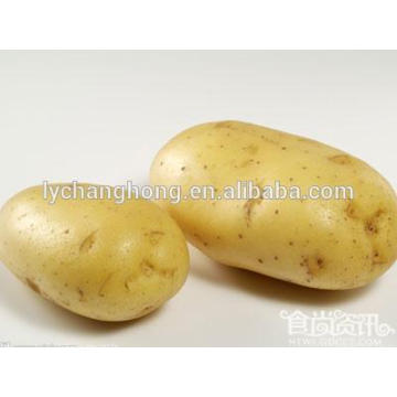 New cropped high quality fresh potato of 8cm